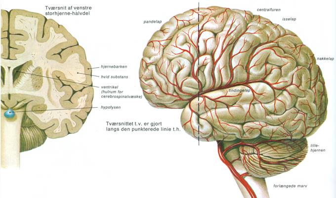 MENNESKE VIII - NERVESYSTEMET