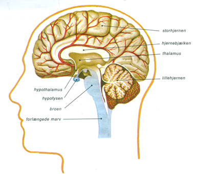 MENNESKE VIII - NERVESYSTEMET